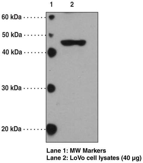 Anti-FFAR3 (GPR41) (C-Term)