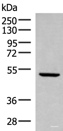 Anti-PSMD12
