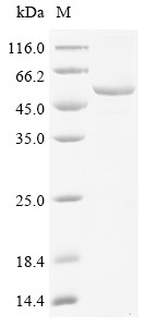 Beta-enolase (Eno3), mouse, recombinant