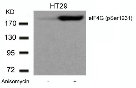 Anti-Phospho-EIF4G1 (Ser1232)