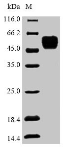 COP9 signalosome complex subunit 2 (COPS2), human, recombinant