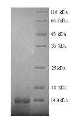 Early growth response protein 1 (EGR1), partial, human, recombinant