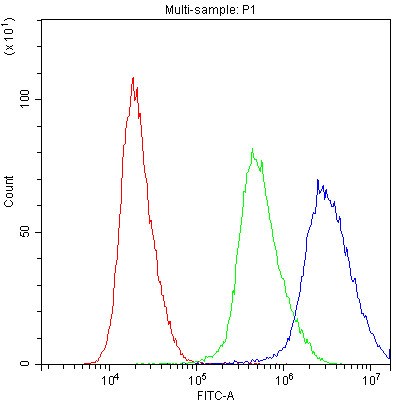 Anti-PRX / Periaxin