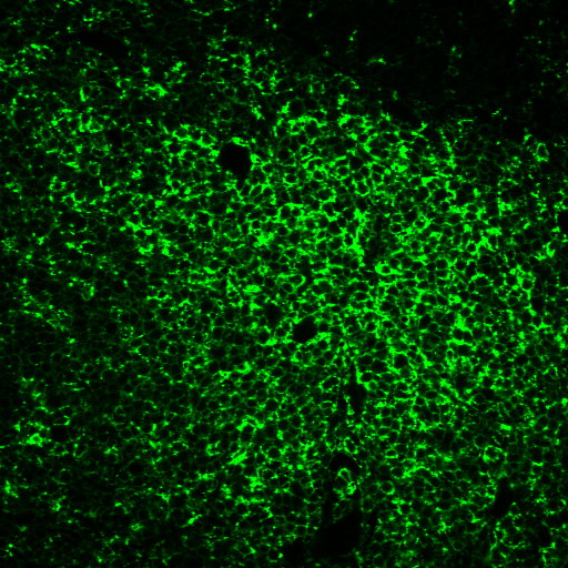 Anti-CD45RO(UCHL-1), CF405S conjugate, 0.1mg/mL