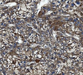 Anti-Caspase-5 / CASP5