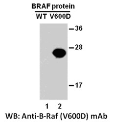 Anti-B-Raf (V600D)