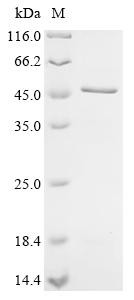 Melanoma-associated antigen 3 (MAGEA3), human, recombinant
