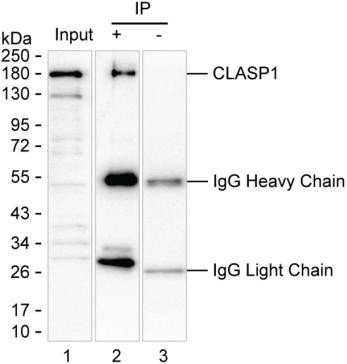 Anti-Clasp1