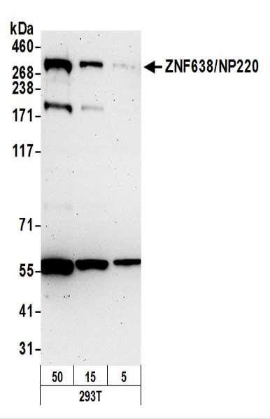 Anti-ZNF638/NP220