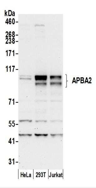 Anti-APBA2