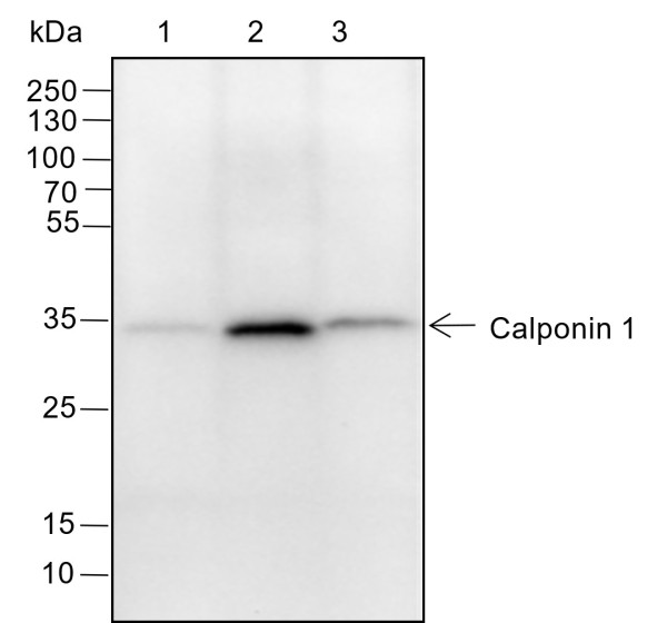 Anti-Recombinant Calponin 1, clone A150