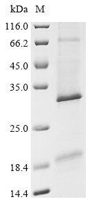 Protein eva-1 homolog B (EVA1B), human, recombinant