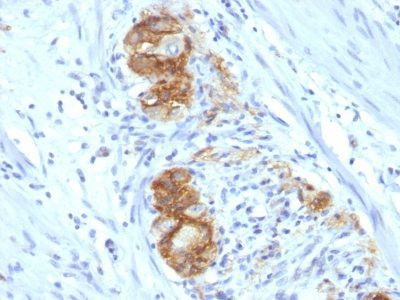 Anti-CD56 / NCAM(123C3.D5), CF568 conjugate, 0.1mg/mL