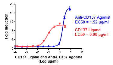 Anti-CD137 Agonist