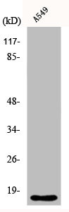 Anti-CYB5A