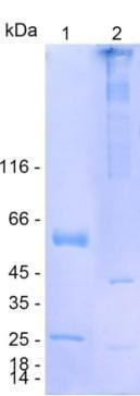 IgA2 (human), recombinant protein