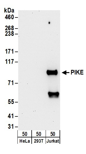 Anti-PIKE