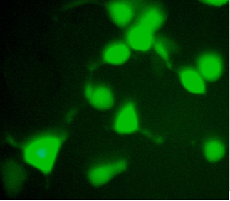 THE(TM) c-Myc Tag Antibody, mAb, Mouse