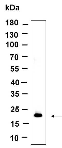 Anti-Recombinant Histone H3 (Di Methyl Lys79), clone 9D7
