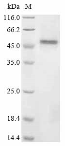 Glial fibrillary acidic protein (Gfap), mouse, recombinant