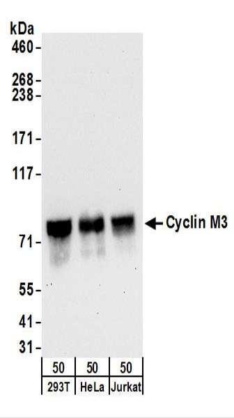 Anti-Cyclin M3