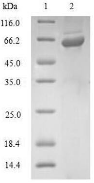 Glutaredoxin-3 (GLRX3), human, recombinant