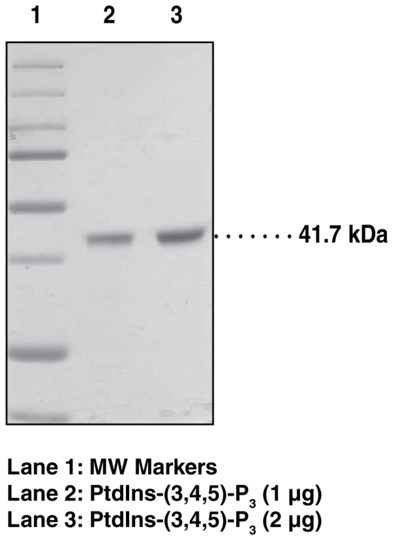 PtdIns-(3,4,5)-P3 Binding Protein