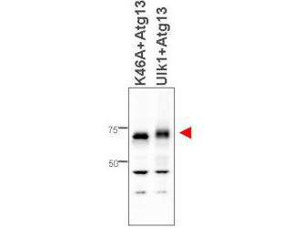 Anti-ATG13