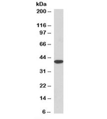 Anti-MRG15 [Biotin Conjugate]
