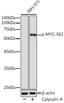 Anti-phospho-MYC-S62