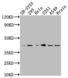 Anti-OPRD1 Recombinant Monoclonal, clone 7G7