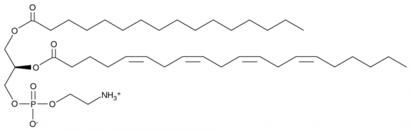 1-Palmitoyl-2-Arachidonoyl-sn-glycero-3-PE