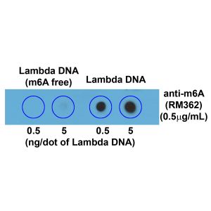 Anti-N6-Methyladenosine, Rabbit Monoclonal (RM362)