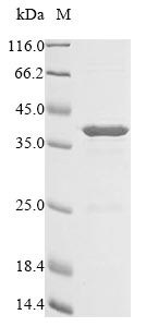 Colicin-E1 (cea), partial, Escherichia coli, recombinant