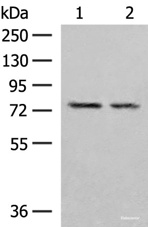 Anti-PDIA4
