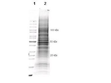CHO/K1 Whole Cell Lysate, 1.0 mg/ml by BCA assay, in 1X SDS-PAGE Sample Buffer