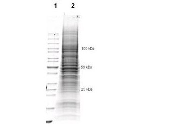 CHO/K1 Whole Cell Lysate, 1.0 mg/ml by BCA assay, in 1X SDS-PAGE Sample Buffer