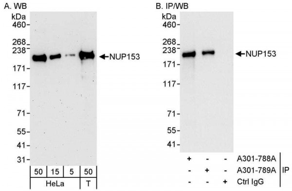 Anti-NUP153