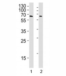 Anti-YY1, clone 1183CT6.5.23.6
