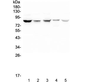 Anti-NOX5