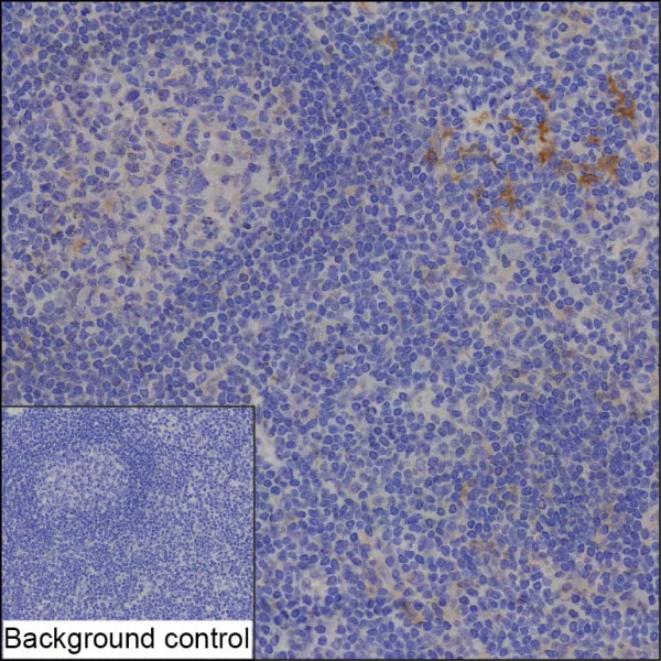 Anti-SNX11 (recombinant antibody)