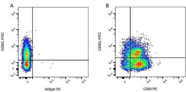 Anti-CD62L / L-Selectin (FITC), clone CC32