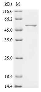 Decapping and exoribonuclease protein (DXO), human, recombinant