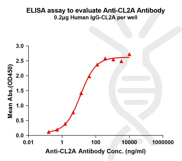 Anti-CL2A(ADC linker) antibody(1G9), Rabbit mAb