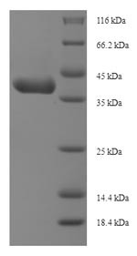 Insulin-like growth factor-binding protein 1 (Igfbp1), mouse, recombinant