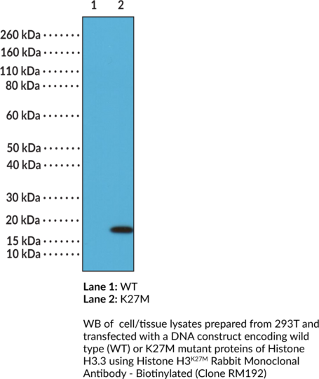 Anti-Histone H3K27M Rabbit - Biotinylated (Cl