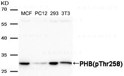 Anti-phospho-PHB(Thr258)
