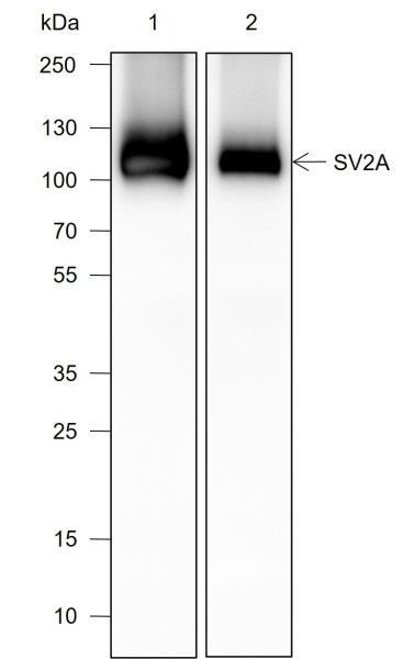 Anti-Recombinant SV2A, clone A710