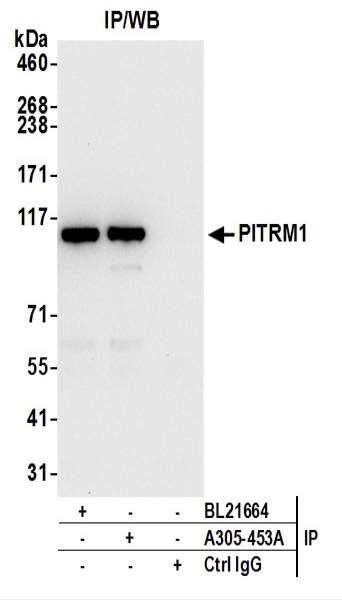 Anti-PITRM1