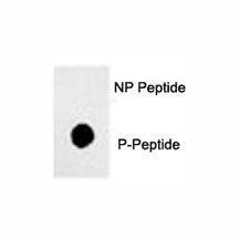 Anti-Phos-SOX2 (pS249)